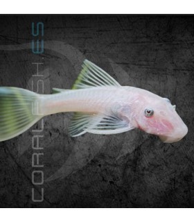 Ancistrus Snow White Ojo Negro 3.5 cm | Ancistrus sp.