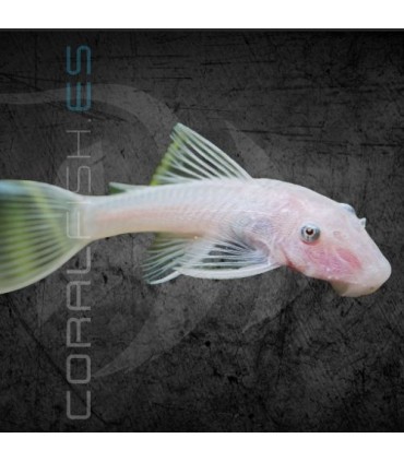 Ancistrus Snow White Ojo Negro 3.5 cm | Ancistrus sp.