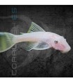 Ancistrus Snow White Ojo Negro 3.5 cm | Ancistrus sp.