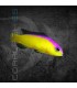 Pictichromis diadema M | Flashback Pygmy Basslet