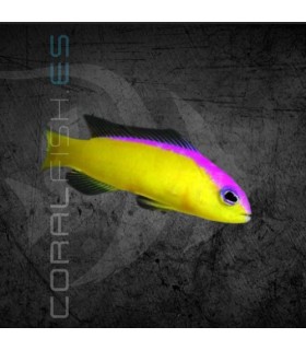 Pictichromis diadema M | Flashback Pygmy Basslet
