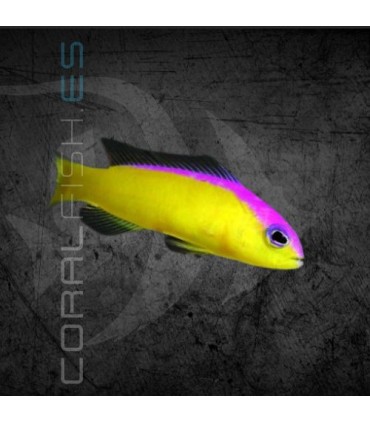 Pictichromis diadema M | Flashback Pygmy Basslet