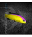 Pictichromis diadema M | Flashback Pygmy Basslet