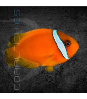 Amphiprion frenatus M | Pez Payaso Tomate