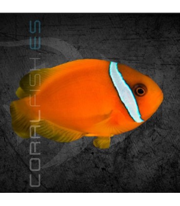 Amphiprion frenatus M | Pez Payaso Tomate