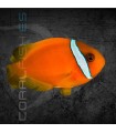 Amphiprion frenatus M | Pez Payaso Tomate
