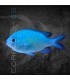 Chromis viridis M | Damisela Verde