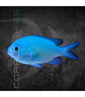 Chromis viridis M | Damisela Verde
