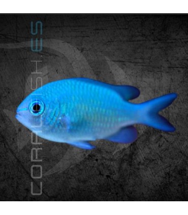 Chromis viridis M | Damisela Verde