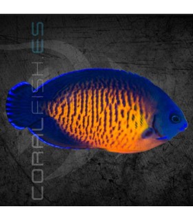 Centropyge bispinosa M | Pez Ángel Enano Coral Beauty