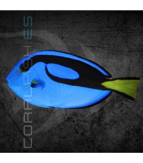 Paracanthurus hepatus TY | Pez Cirujano Azul