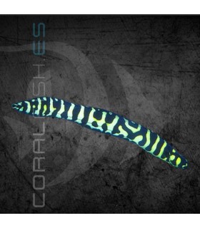 Pholidichthys leucotaenia M | Gobio Flecha