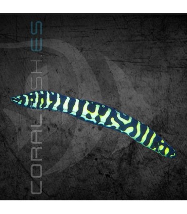 Pholidichthys leucotaenia M | Gobio Flecha