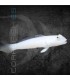 Valenciennea sexguttata M | Gobio Arenero Blanco