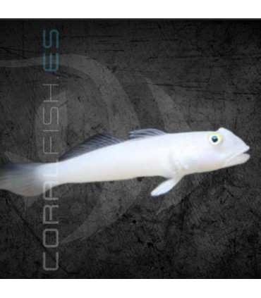 Valenciennea sexguttata M | Gobio Arenero Blanco