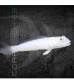 Valenciennea sexguttata M | Gobio Arenero Blanco