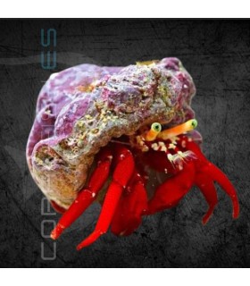 Paguristes cadenati M | Cangrejo Ermitaño de Patas Rojas