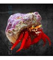 Paguristes cadenati M | Cangrejo Ermitaño de Patas Rojas