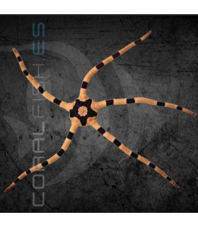 Ophiolepis superba M | Estrella de Mar Cebra
