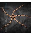Ophiolepis superba M | Estrella de Mar Cebra