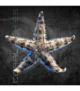 Archaster typicus M | Estrella de Mar Arenera