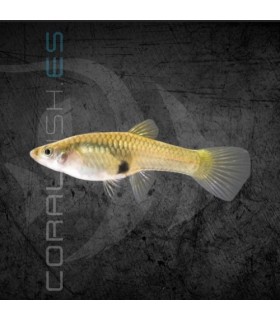 Guppy Endler Hembra | Poecilia wingei