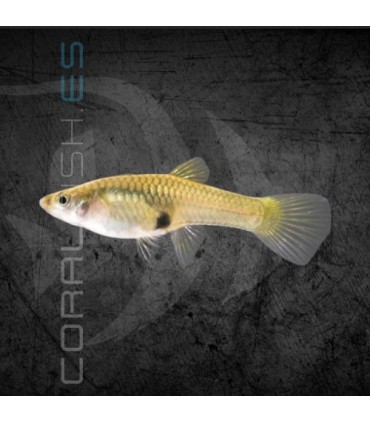 Guppy Endler Hembra | Poecilia wingei