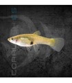 Guppy Endler Hembra | Poecilia wingei