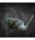 Nassarius sp. | Caracol Arenero Detritívoro