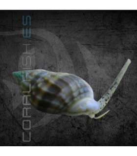 Nassarius sp. | Caracol Arenero Detritívoro