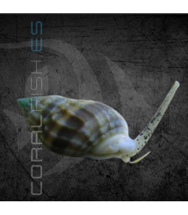 Nassarius sp. | Caracol Arenero Detritívoro
