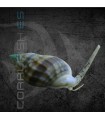 Nassarius sp. | Caracol Arenero Detritívoro
