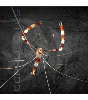 Stenopus hispidus S | Gamba Boxeadora