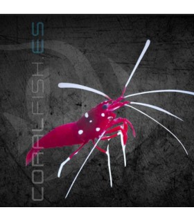 Lysmata debelius L | Gamba Flamenca