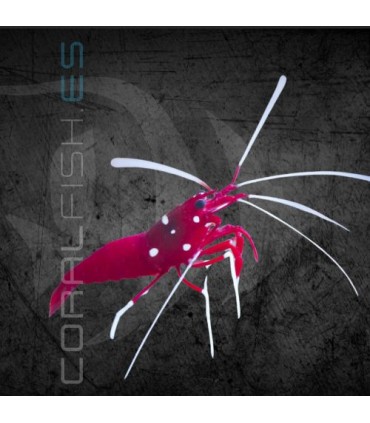 Lysmata debelius L | Gamba Flamenca