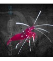 Lysmata debelius L | Gamba Flamenca
