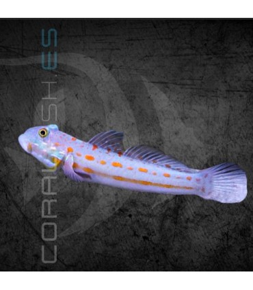 Valenciennea puellaris M | Gobio Arenero de Puntos Naranjas