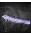 Valenciennea puellaris M | Gobio Arenero de Puntos Naranjas