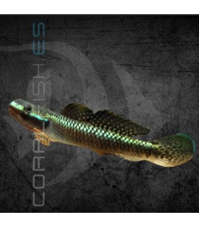 Gobio Azul 3-3.5cm | Stiphodon atropurpureus