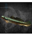 Gobio Azul 3-3.5cm | Stiphodon atropurpureus