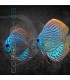 Pez Disco Brillant Blue 5-6 cm | Symphysodon aequifasciata