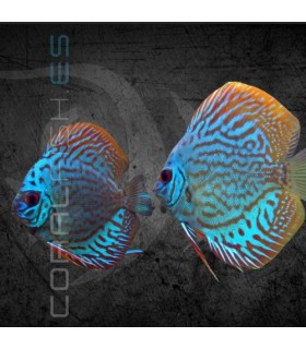 Pez Disco Brillant Blue 5-6 cm | Symphysodon aequifasciata