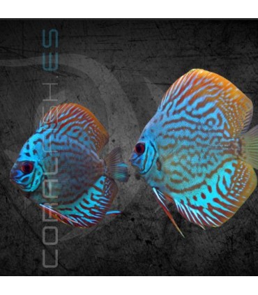 Pez Disco Brillant Blue 5-6 cm | Symphysodon aequifasciata
