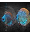 Pez Disco Brillant Blue 5-6 cm | Symphysodon aequifasciata