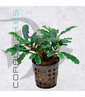 Bucephalandra Green Velvet | Maceta de 5 cm