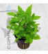 Staurogyne rubescens-repens | Maceta de 5cm