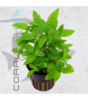 Staurogyne rubescens-repens | Maceta de 5cm