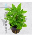 Staurogyne rubescens-repens | Maceta de 5cm