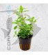 Hygrophila polysperma | Maceta de 5cm