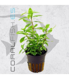 Hygrophila polysperma | Maceta de 5cm